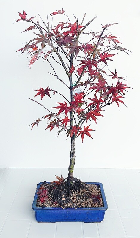 Bonsai di Acero Rosso