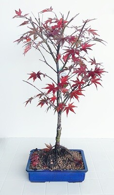 Bonsai di Acero Rosso