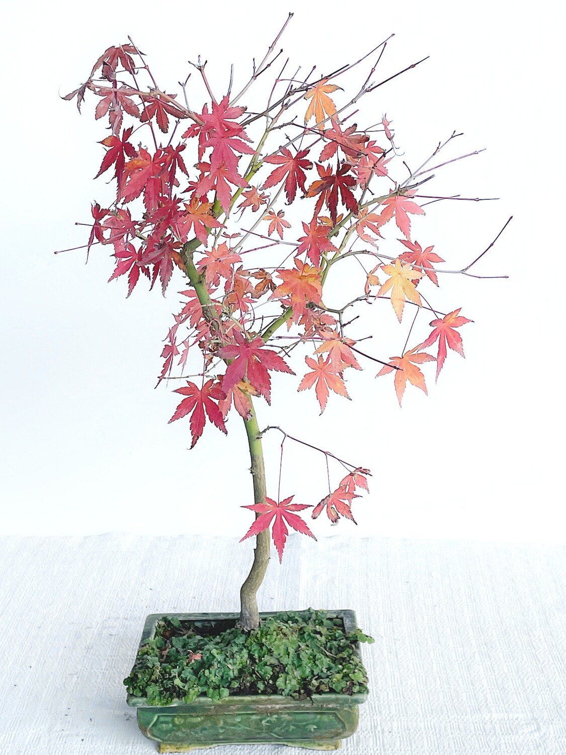 Bonsai di Acero Deshojo