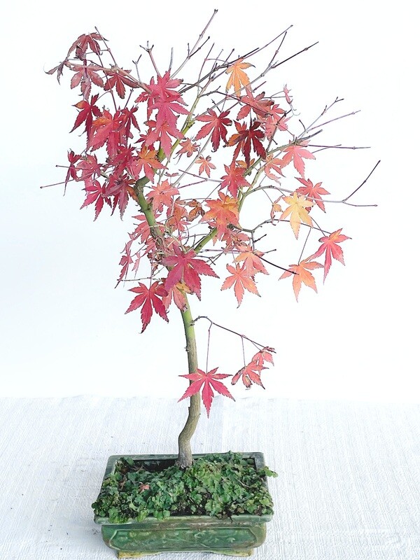 Bonsai di Acero Deshojo