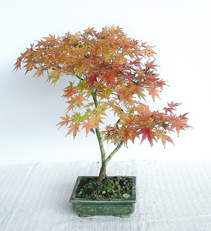 Bonsai di Acero Deshojo