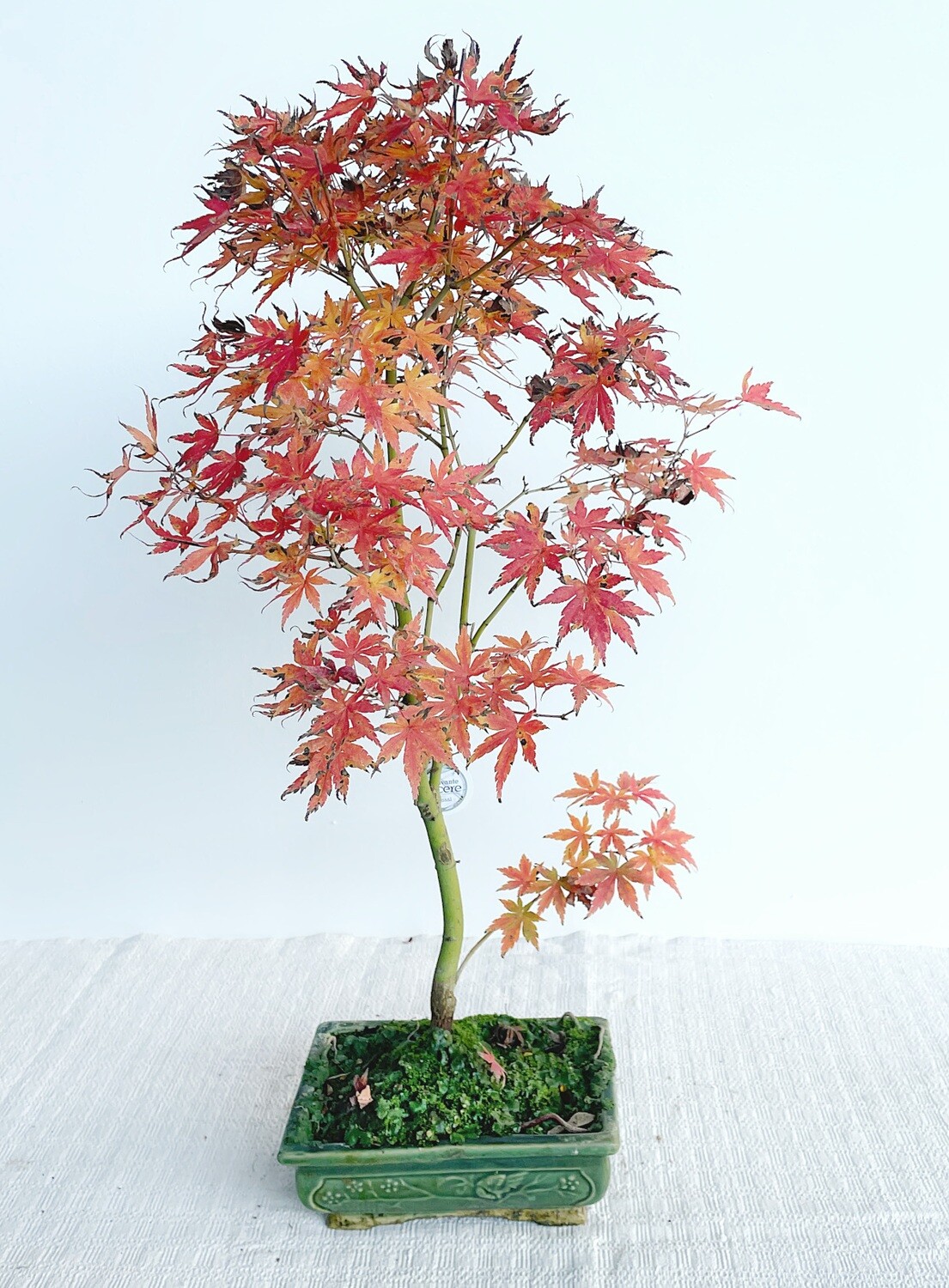 Bonsai di Acero Deshojo