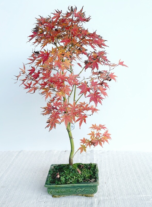 Bonsai di Acero Deshojo