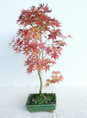 Bonsai di Acero Deshojo
