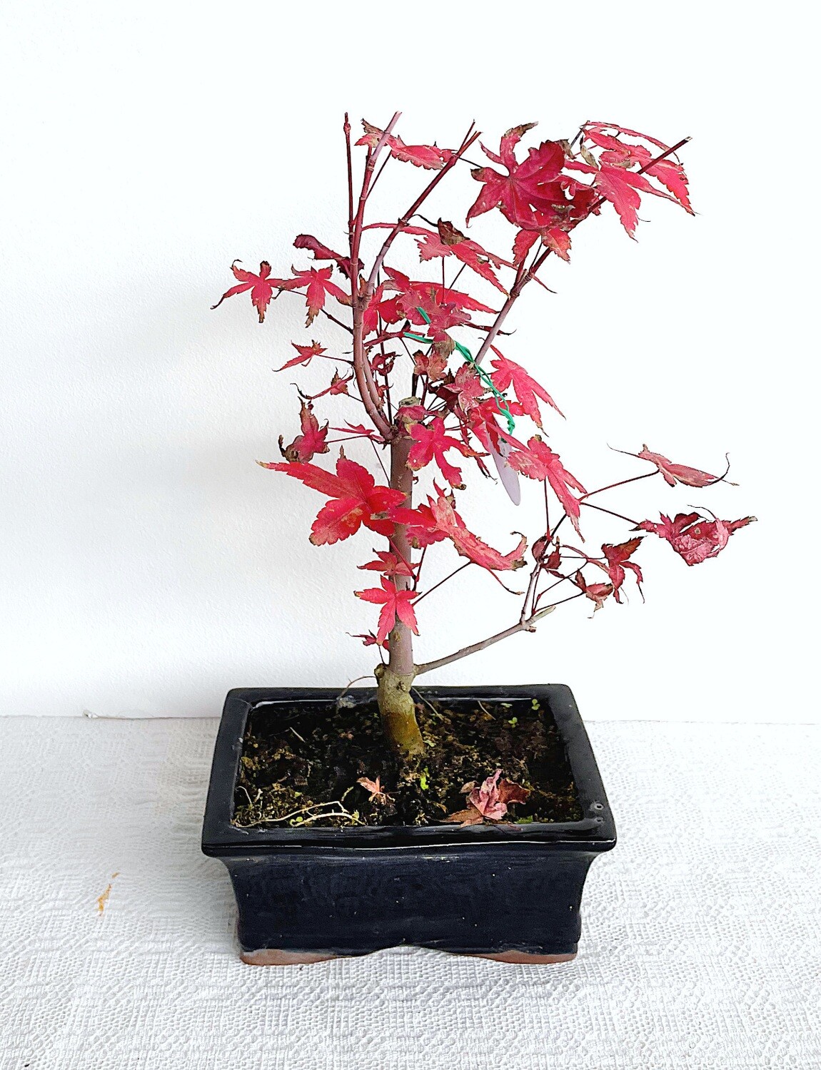 Bonsai di Acero Rosso piccolo