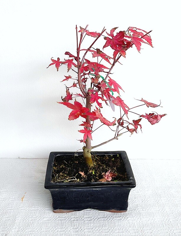 Bonsai di Acero Rosso piccolo