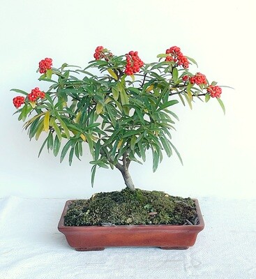 Bonsai di Piracanta medio