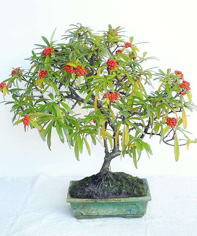 Bonsai di Piracanta