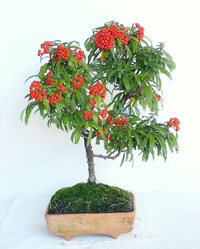 Bonsai di Piracanta