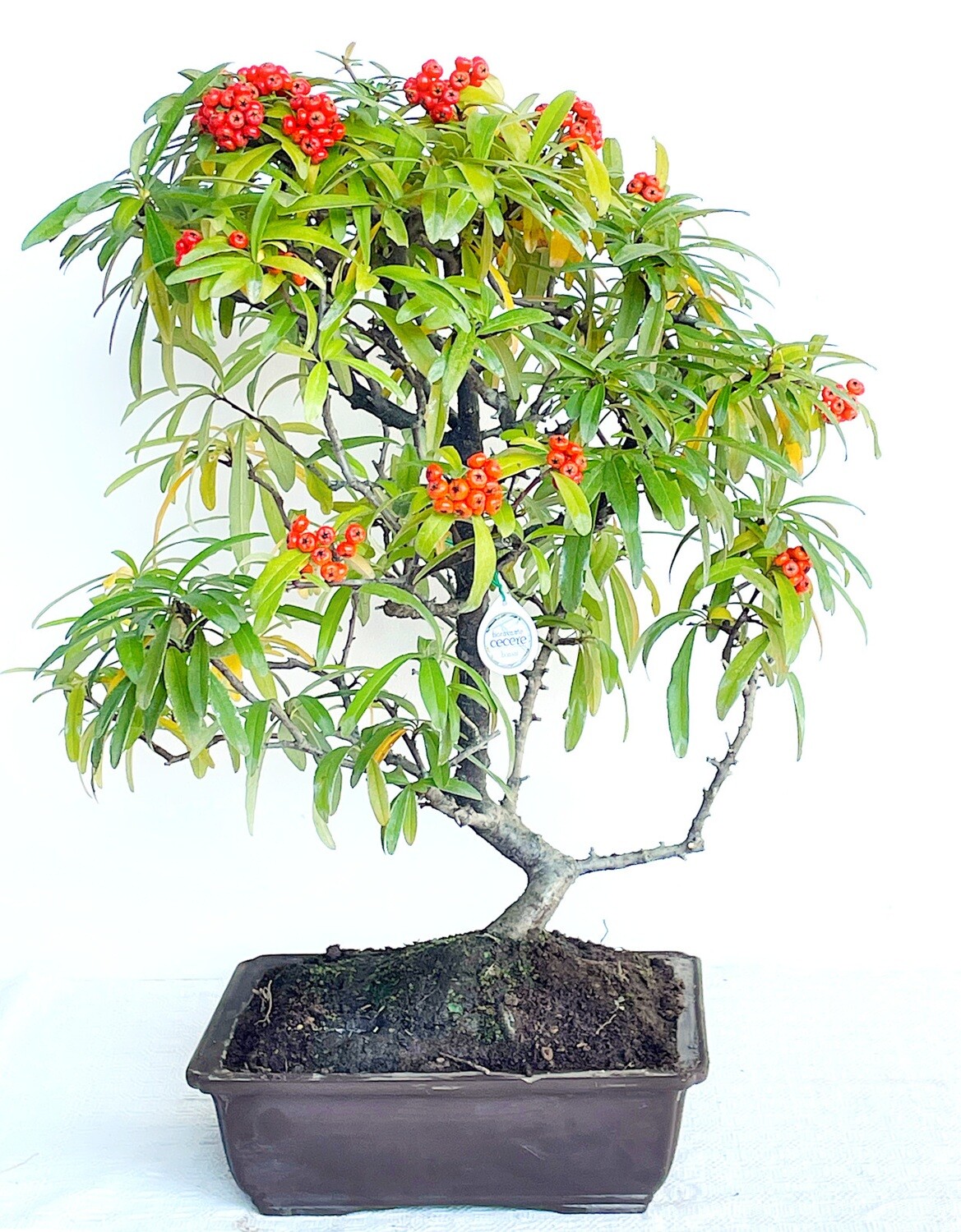 Bonsai di Piracanta