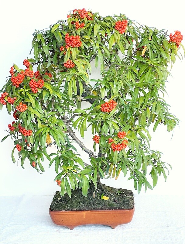 Bonsai di Piracanta