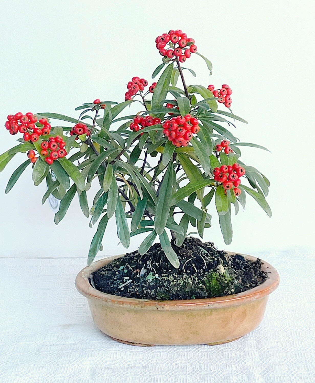 Bonsai di Piracanta piccolo