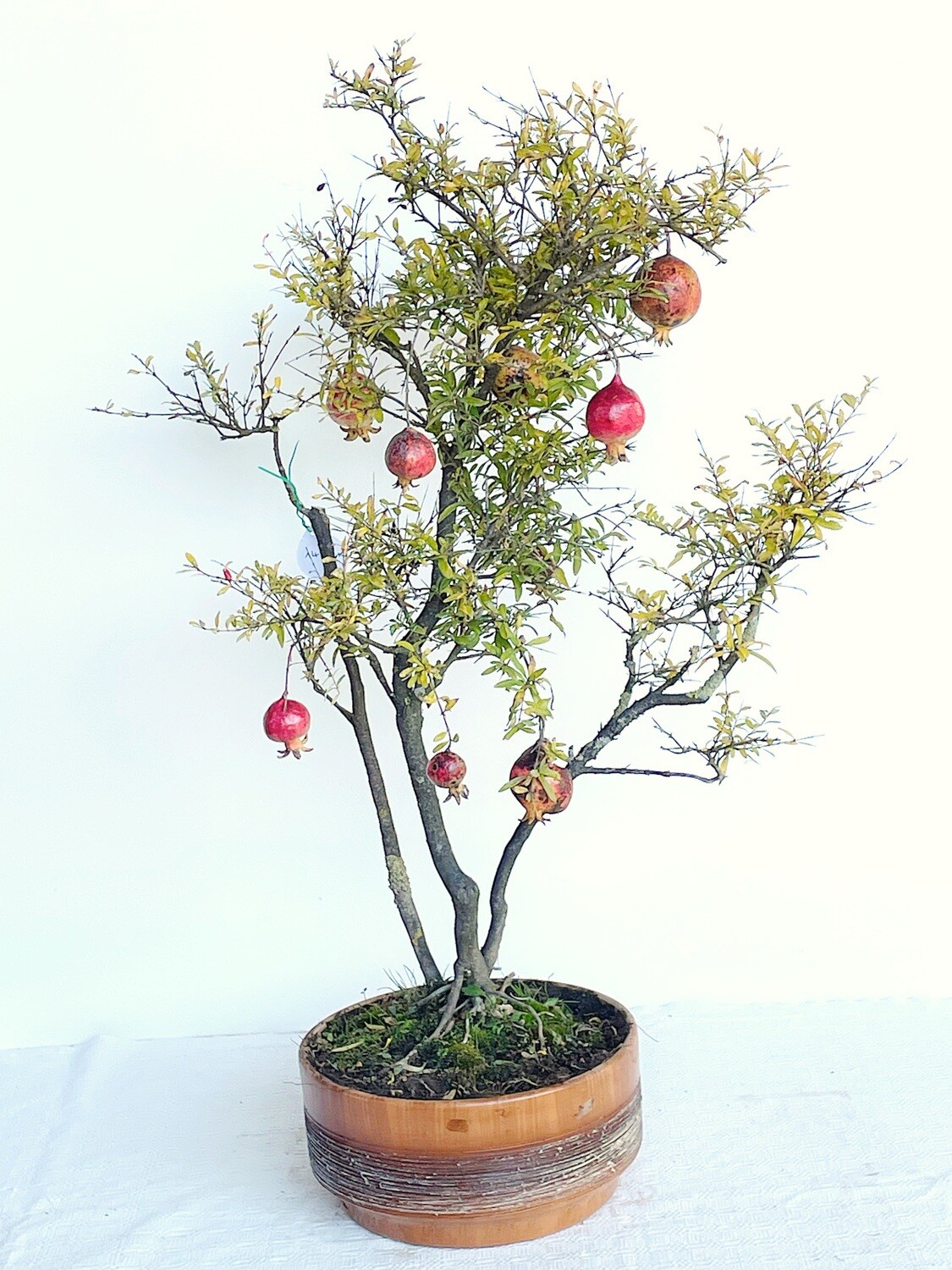 Bonsai di Melograno nano