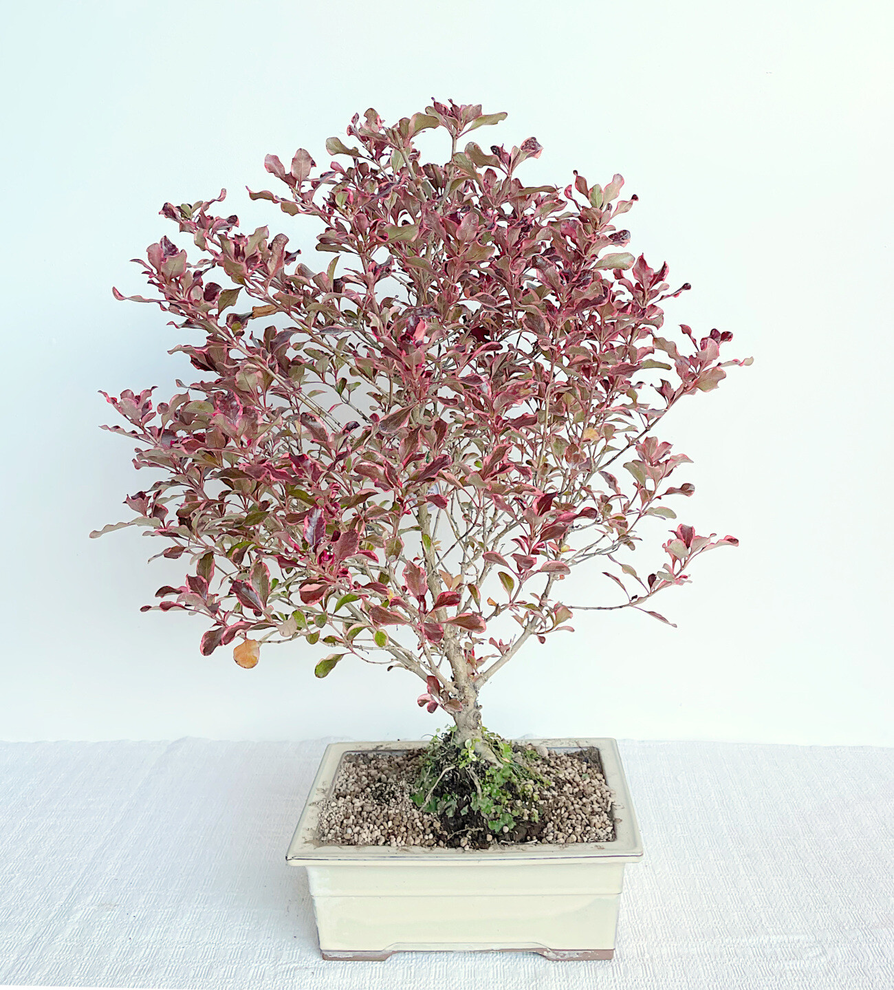 Bonsai di Coprosma