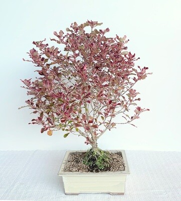 Bonsai di Coprosma