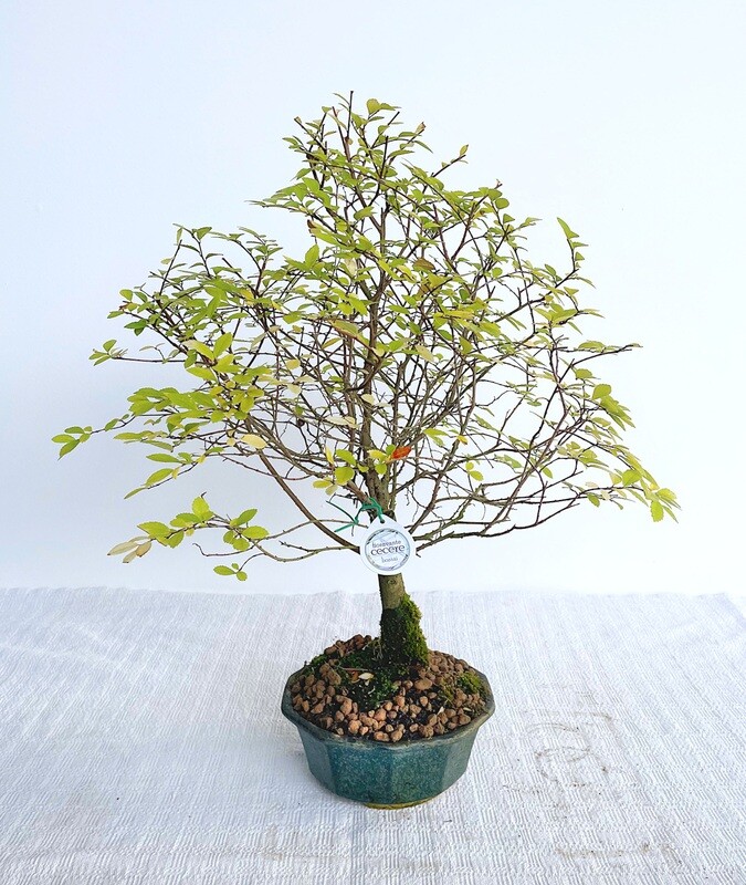 Bonsai di Olmo
