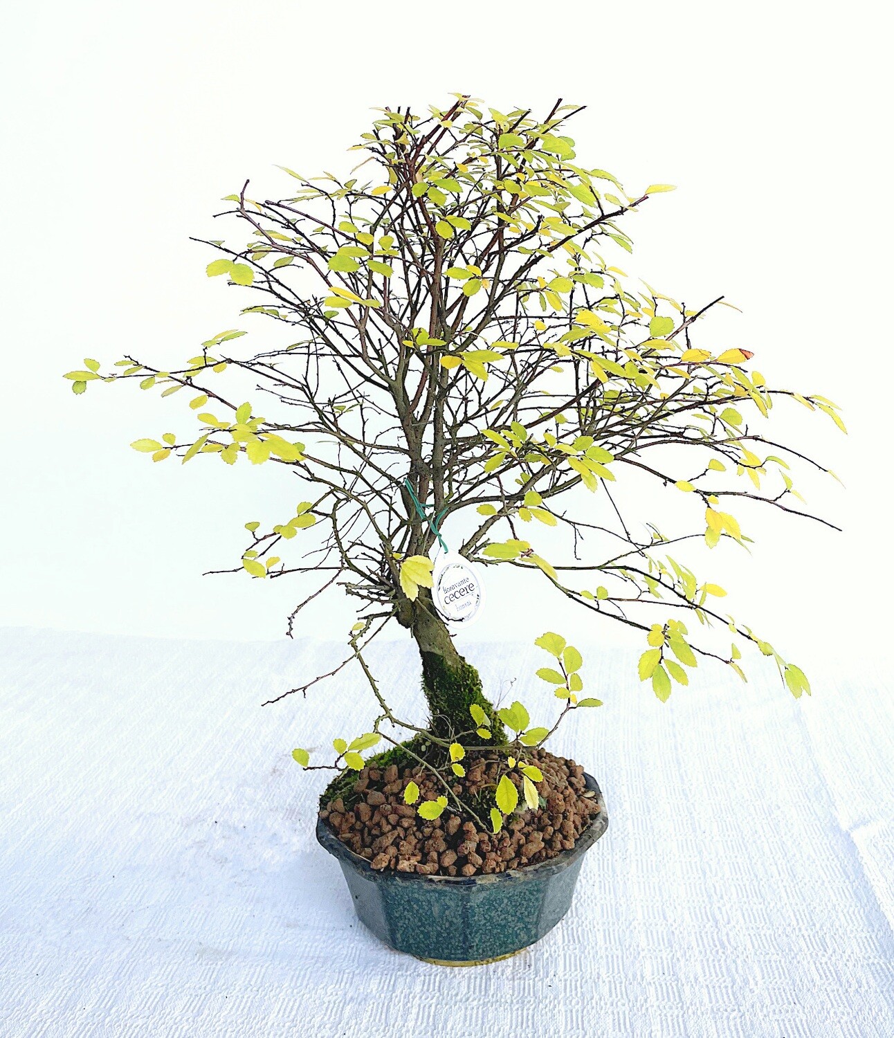 Bonsai di Olmo