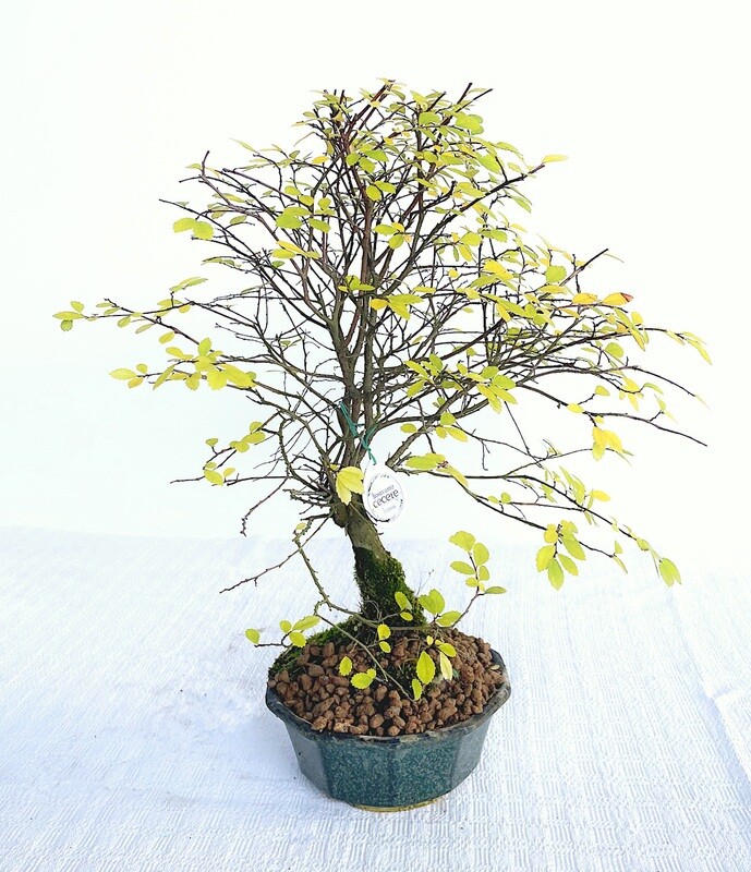Bonsai di Olmo