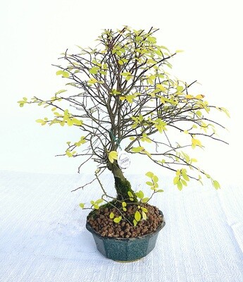 Bonsai di Olmo