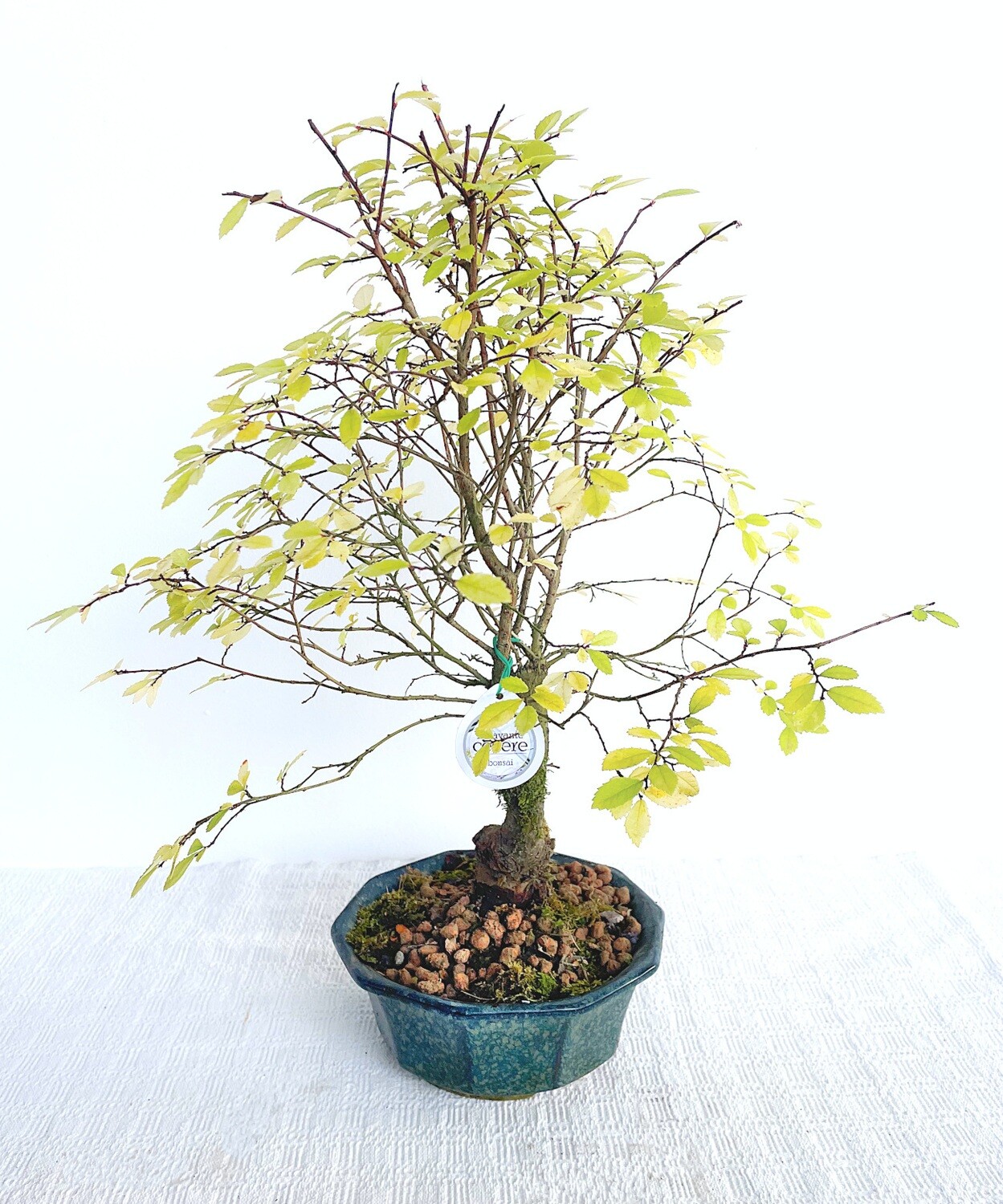Bonsai di Olmo