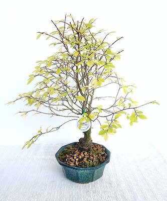 Bonsai di Olmo