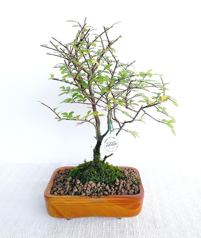 Bonsai di Olmo