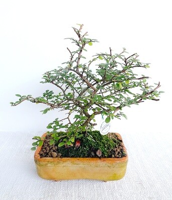 Bonsai di Olmo