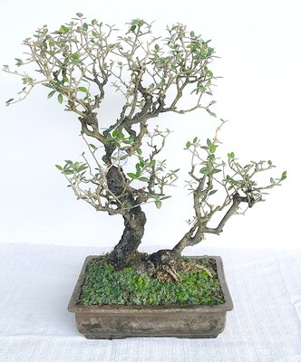 Bonsai di Olivastro