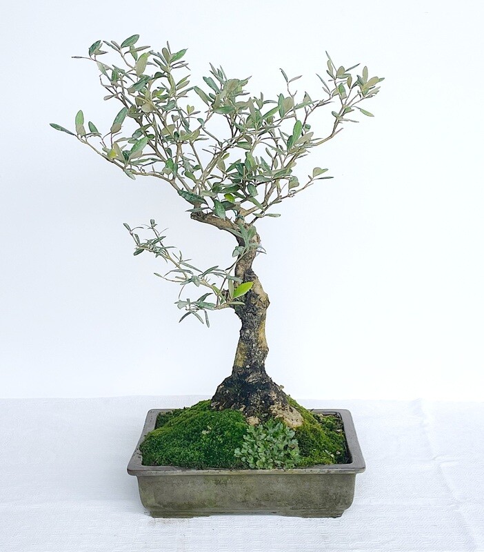 Bonsai di Ulivo