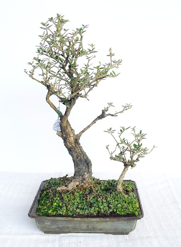 Bonsai di Olivastro