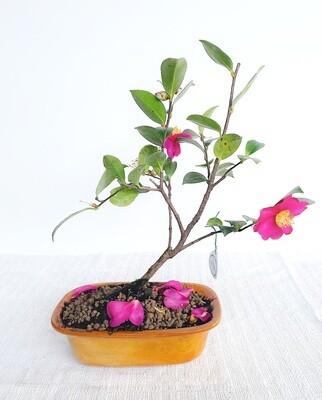 Bonsai di Camelia Fucsia