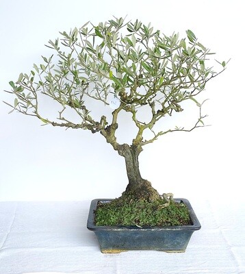 Bonsai di Ulivo