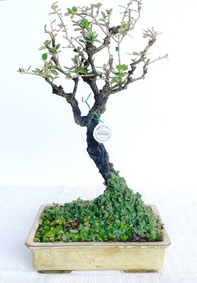 Bonsai di Olivastro