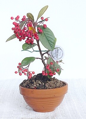 Bonsai di Cotoneaster lacteus