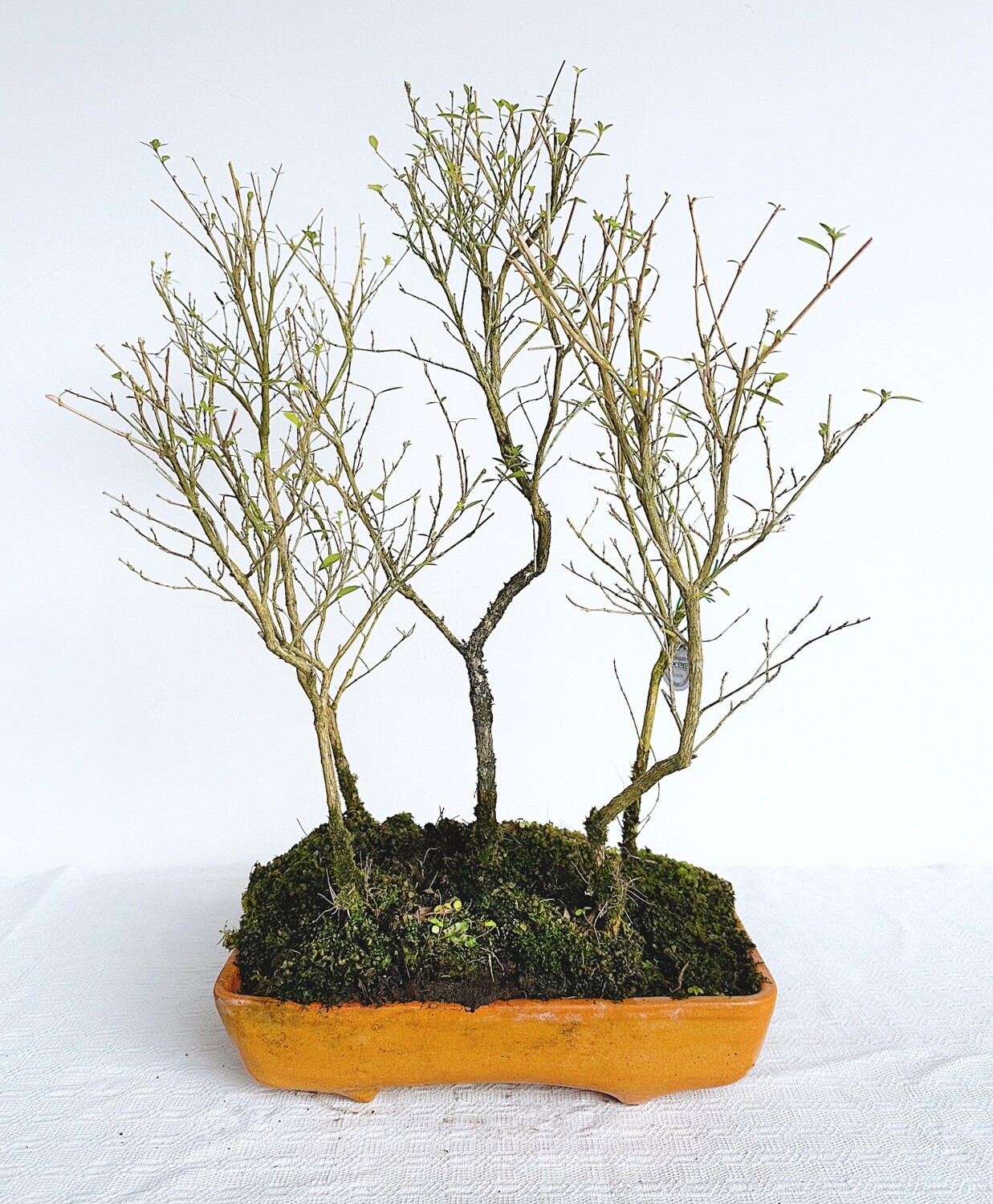 Bonsai di Serissa