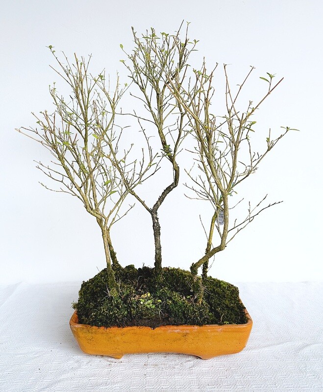 Bonsai di Serissa