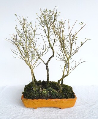 Bonsai di Serissa