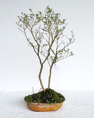 Bonsai di Serissa