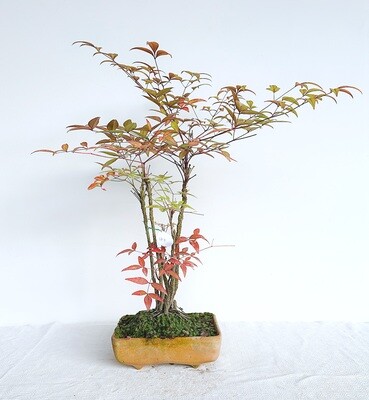 Bonsai di Nandina