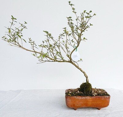 Bonsai di Serissa