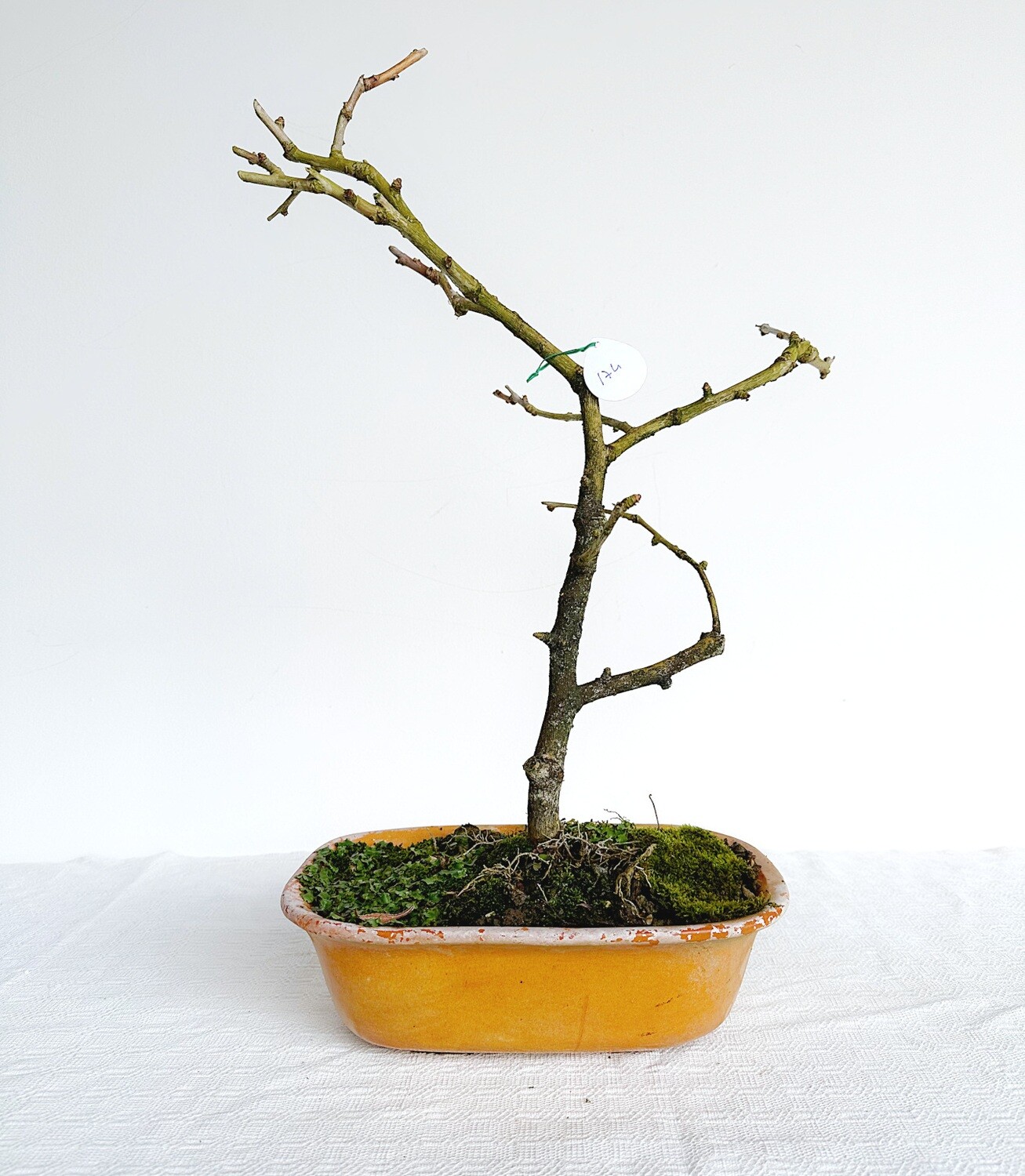 Bonsai di Ginkgo