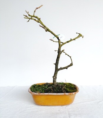 Bonsai di Ginkgo