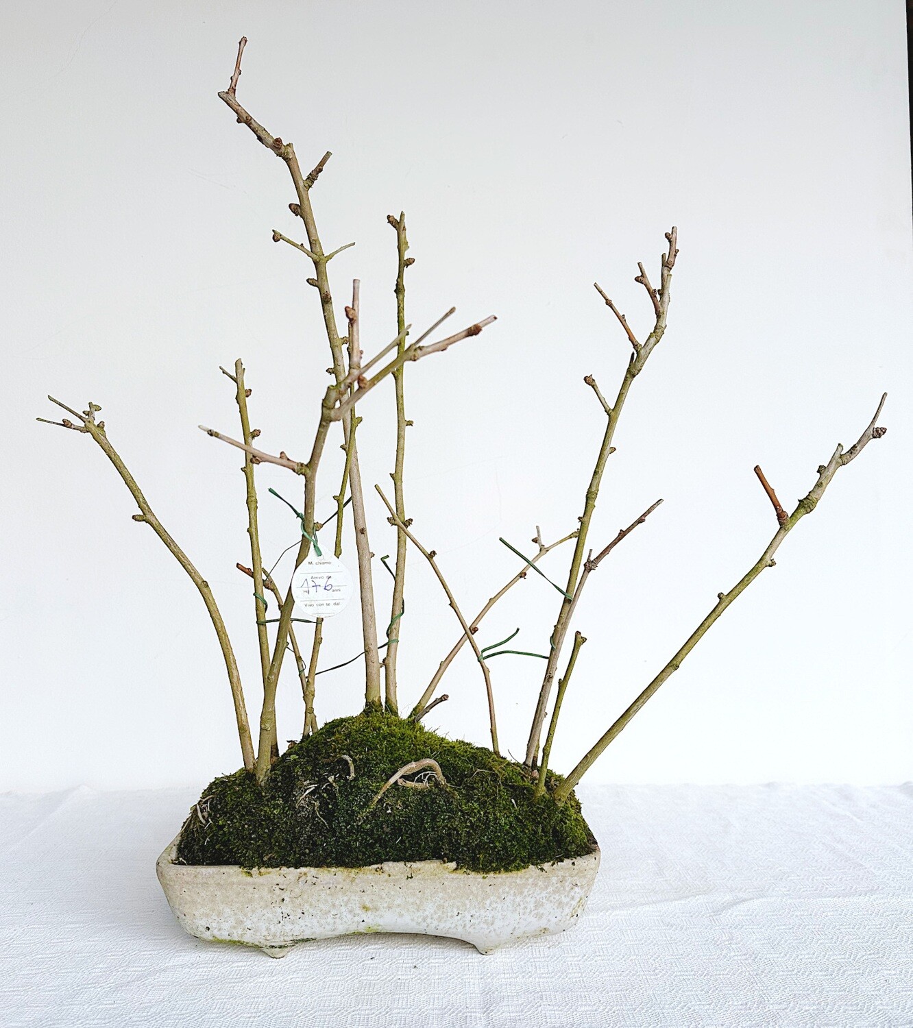 Bonsai di Ginkgo