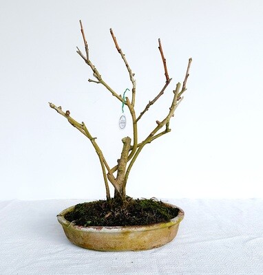 Bonsai di Ginkgo