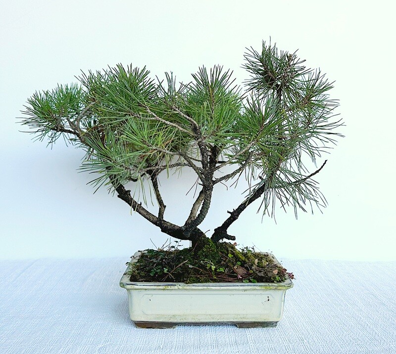 Bonsai di Pino