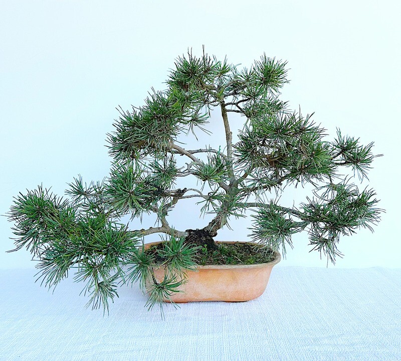 Bonsai di Pino