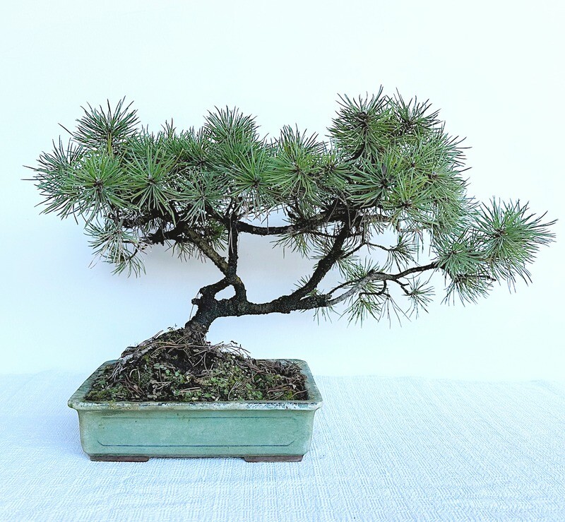 Bonsai di Pino
