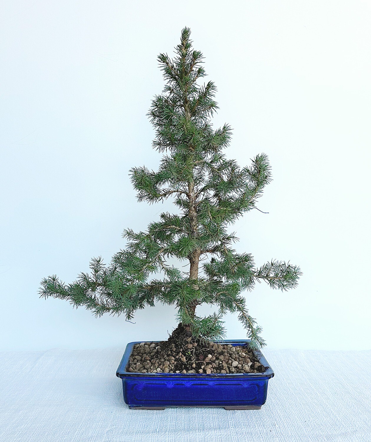 Bonsai di Abete
