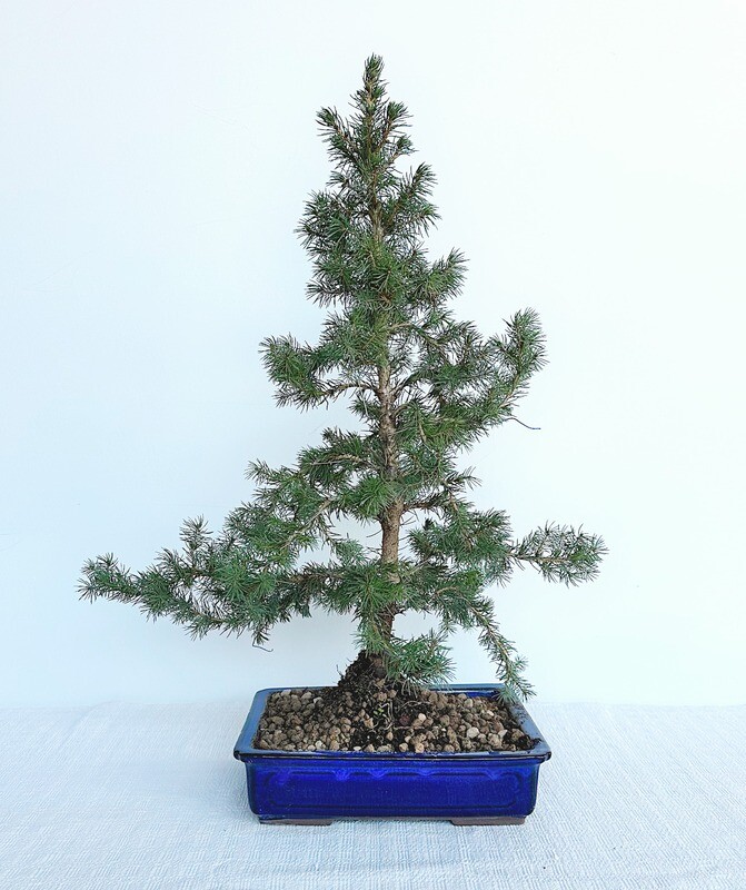 Bonsai di Abete