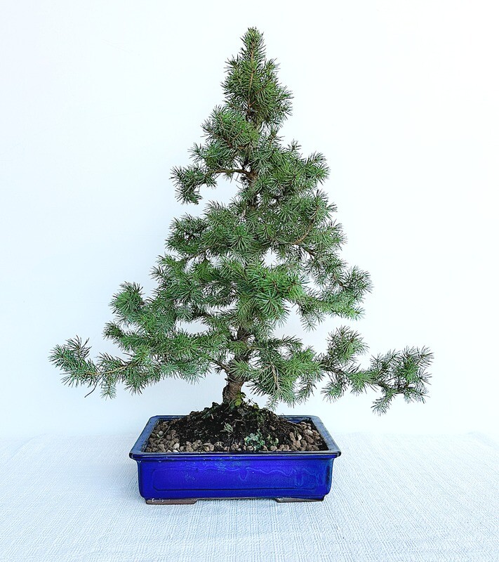 Bonsai di Abete